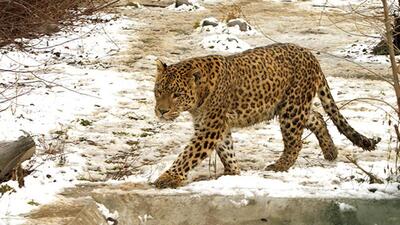 200 personnel from the forest and the police department continued the operations to capture the leopard on Monday night. (Representational photo)