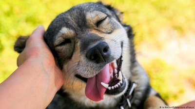Eye contact plays a major role in communication between a dog and human. (La Nacion/ZUMApicture alliance ) Eye contact plays a major role in communication between a dog and human. (La Nacion/ZUMApicture alliance )