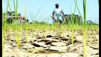 Officials said at least one-third of UP was very close to drought though the government might make an official declaration on drought in the affected districts only after September (Pic for representation) Officials said at least one-third of UP was very close to drought though the government might make an official declaration on drought in the affected districts only after September (Pic for representation)