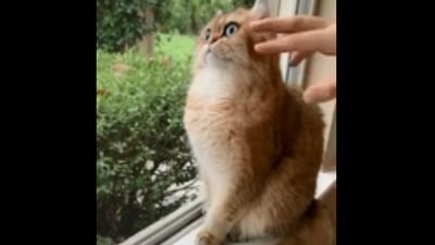 The image, taken from the Reddit video, shows a human lovingly poking their cat. (Reddit/@criminalendangerment)