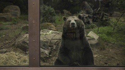 The pollution was found in fecal matter from protected species in Taiwan including black bears. (Representational Image) (AP) The pollution was found in fecal matter from protected species in Taiwan including black bears. (Representational Image) (AP)