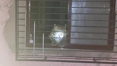 Forest officials said the leopard entered a house in Umbarkhand village in Khardi area on Tuesday when the family was still asleep (Sourced)