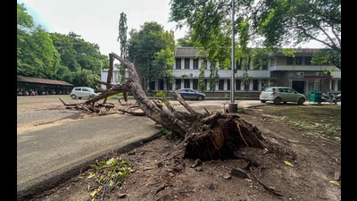 An uprooted tree takes up a major portion of a road at SPPU campus on Tuesday. (HT PHOTO) An uprooted tree takes up a major portion of a road at SPPU campus on Tuesday. (HT PHOTO)