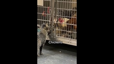 The image, taken from the video shared on Instagram, shows a cat nurising animals at a vet hospital. (Instagram/@cats_of_Instagram) The image, taken from the video shared on Instagram, shows a cat nurising animals at a vet hospital. (Instagram/@cats_of_Instagram)