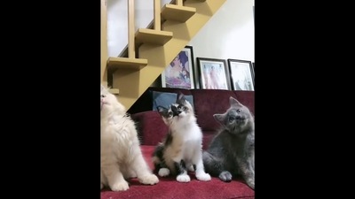 A screengrab from the video that showcase kittens dancing to Charlie Puth's song. (Instagram/@catsdoingthings) A screengrab from the video that showcase kittens dancing to Charlie Puth's song. (Instagram/@catsdoingthings)