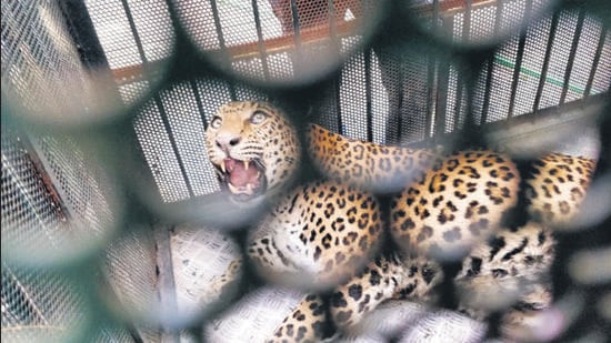 A was sighted sprawling across the Defence Research and Development Organisation (DRDO) campus on Alandi road. (REPRESENTATIVE IMAGE)
