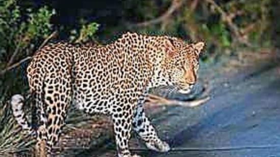 The leopard is said to be on the premises of the Golf Club of Belagavi located in the centre of the city.(Pic for representation)