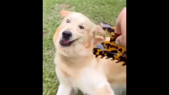 The Golden Retriever dog gets scared by the hair claw clip. (Instagram/@goldenchilidog)