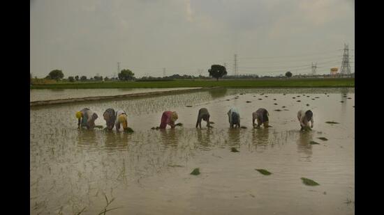 Manisha’s parents are farm labourers . (Sakib Ali/Hindustan Times) Manisha’s parents are farm labourers . (Sakib Ali/Hindustan Times)