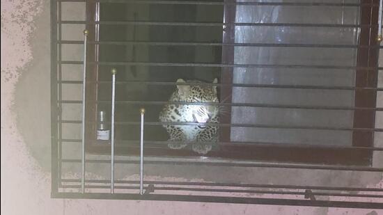 Forest officials said the leopard entered a house in Umbarkhand village in Khardi area on Tuesday when the family was still asleep (Sourced)