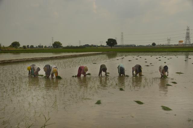 Manisha’s parents are farm labourers . (Sakib Ali/Hindustan Times) Manisha’s parents are farm labourers . (Sakib Ali/Hindustan Times)