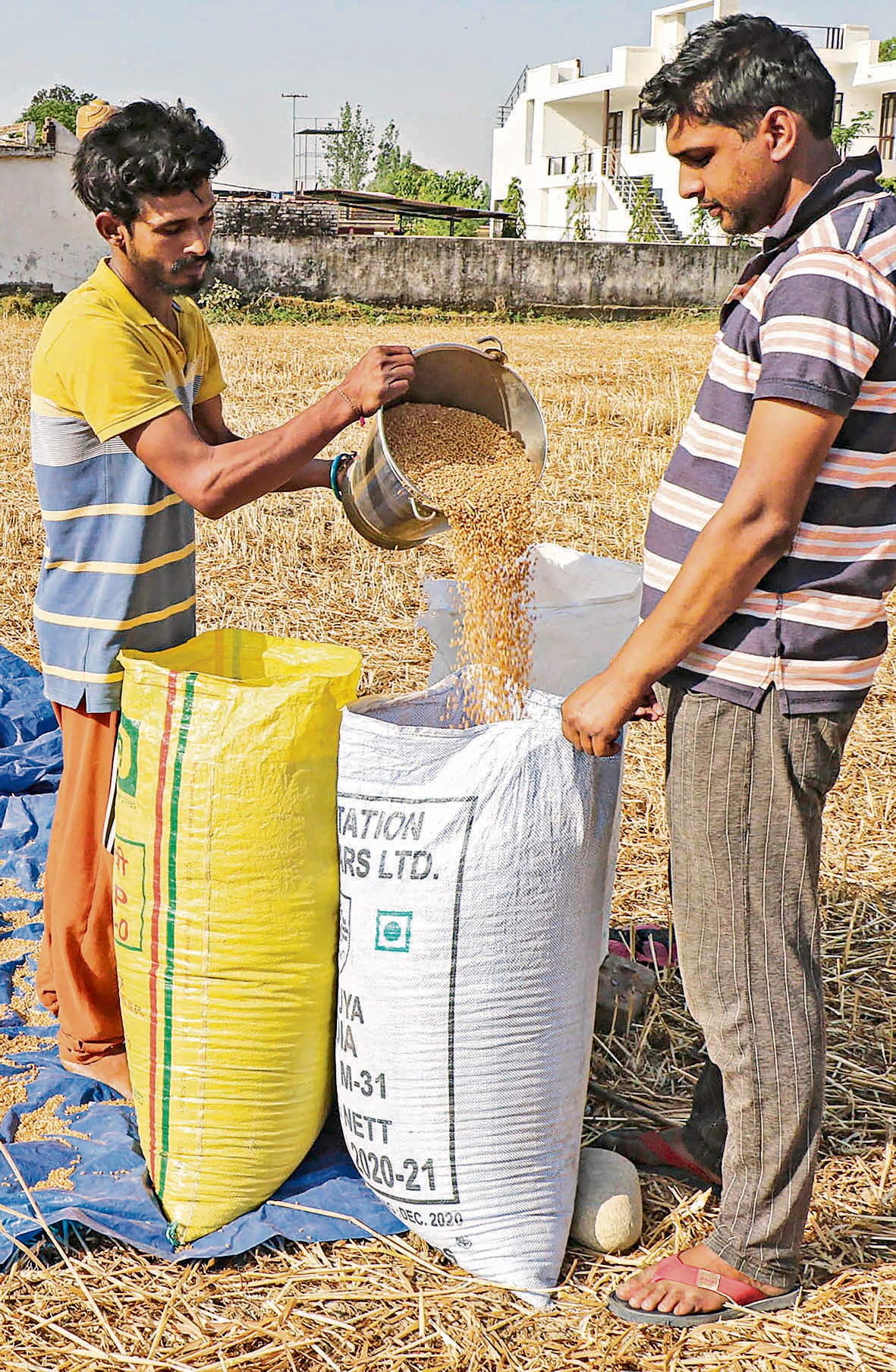India’s food security is closely linked to sufficient availability of a range of fertilisers. (PTI) India’s food security is closely linked to sufficient availability of a range of fertilisers. (PTI)