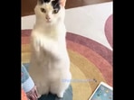 The cat ‘begs’ to have its iPad game back on.&nbsp;