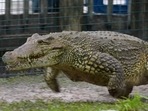 The image, taken from the viral Facebook video, shows the galloping crocodile.