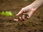 In India, the rapid degradation of topsoil is raising concerns about agricultural productivity and food security. (iStock) In India, the rapid degradation of topsoil is raising concerns about agricultural productivity and food security. (iStock)