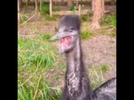 The emu bird yawns in this video.&nbsp;