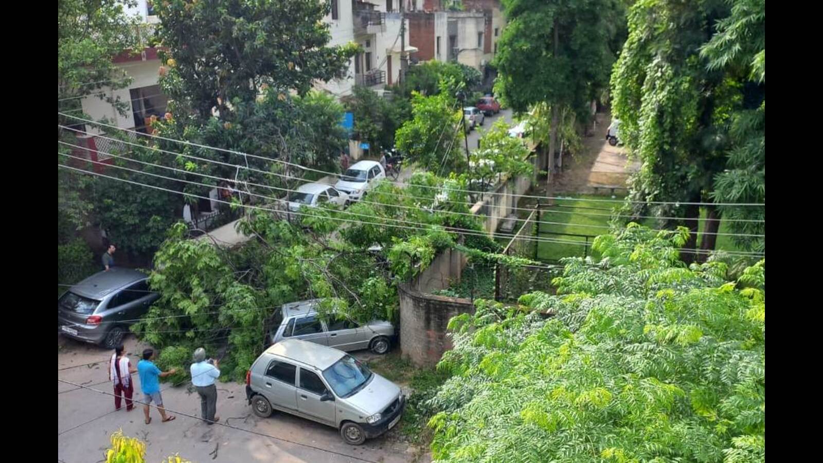 chandigarh-now-tree-comes-crashing-down-at-sector-40-school-no-one