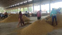 Haryana, which accounts for more than half of basmati shipments from India, imposes a total of 6.5 percent levy on the purchase of foodgrains from its mandis. Rice traders from Haryana have urged the government for a reduction of levies imposed on buying long-grained aromatic rice from APMCs of the state. (HT Photo)