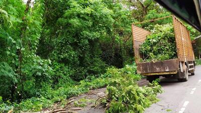 Tress were cut in the Aarey colony for Metro carshed in July this year as well (Vijay Bate/HT PHOTO) Tress were cut in the Aarey colony for Metro carshed in July this year as well (Vijay Bate/HT PHOTO)