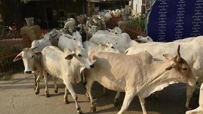 The shutter at the back of the van accidentally opened and villagers found at least 22 cows inside. (File image) The shutter at the back of the van accidentally opened and villagers found at least 22 cows inside. (File image)