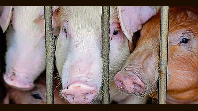 African swine fever which spreads rapidly among pigs has a 100 % mortality rate. “As it is a notifiable disease and spreads fast, the ones infected have to be culled,” Dr Parkash Singh Brar, director of extension education, GADVASU, Ludhiana, said. (HT FILE)