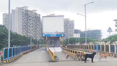 Stray dogs outside Empire Square housing society in Pimpri-Chinchwad. (HT PHOTO)