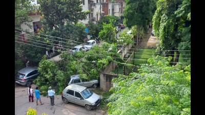 The tree fell at Sri Guru Harkrishan Senior Secondary Public School, Sector 40, Chandigarh, shortly after it got in session around 7.50 am. Most of it fell outwards towards the residential street. (HT Photo) The tree fell at Sri Guru Harkrishan Senior Secondary Public School, Sector 40, Chandigarh, shortly after it got in session around 7.50 am. Most of it fell outwards towards the residential street. (HT Photo)
