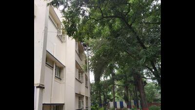 Dangerous trees at Nutan Marathi Vidyalay girls’ high school. (HT PHOTO)