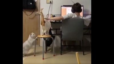 The image, taken from the Reddit video, shows the cat looking as its human pets a kitty. (Reddit/@masterm0123) The image, taken from the Reddit video, shows the cat looking as its human pets a kitty. (Reddit/@masterm0123)