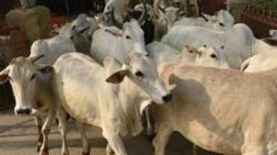 Farmers have been told to keep affected animals away from healthy ones and to ensure fogging in animal sheds. (Pic for representation) Farmers have been told to keep affected animals away from healthy ones and to ensure fogging in animal sheds. (Pic for representation)