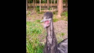 The emu bird yawns in this video.&nbsp; (Instagram/@bindisueirwin)