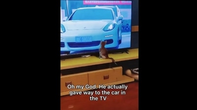 A screengrab from the Instagram video that shows a kitten giving way to cars shown on TV. (Instagram/@catsdoingthings) A screengrab from the Instagram video that shows a kitten giving way to cars shown on TV. (Instagram/@catsdoingthings)