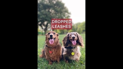 The image, taken from the viral video, showcases dogs' reactions when their human dropped their leashes. (Instagram/@oliveyoufreddie) The image, taken from the viral video, showcases dogs' reactions when their human dropped their leashes. (Instagram/@oliveyoufreddie)