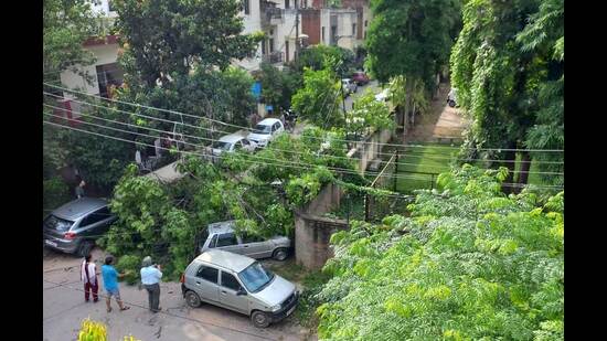 The tree fell at Sri Guru Harkrishan Senior Secondary Public School, Sector 40, Chandigarh, shortly after it got in session around 7.50 am. Most of it fell outwards towards the residential street. (HT Photo)