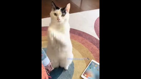 Cat Begs Owner to Turn on iPad Game