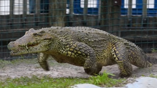 The image, taken from the viral Facebook video, shows the galloping crocodile.(Facebook/@Gatorland Orlando)