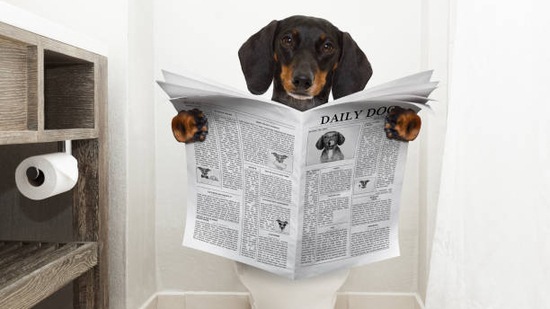 Pet care: Simple steps to toilet train your puppy(istockphoto)