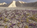 Chile's ‘flowering desert’, Atacama, to attract tourists after heavy rains (Twitter/susantananda3) Chile's ‘flowering desert’, Atacama, to attract tourists after heavy rains (Twitter/susantananda3)