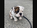 The image shows the very adorable Bulldog taking its first ever walk.
