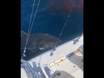 The image, taken from the Instagram video, shows the great white shark swimming near the boat after hunting a sea lion.