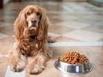 Dogs with more active owners get more exercise? Here's what a new study says&nbsp;