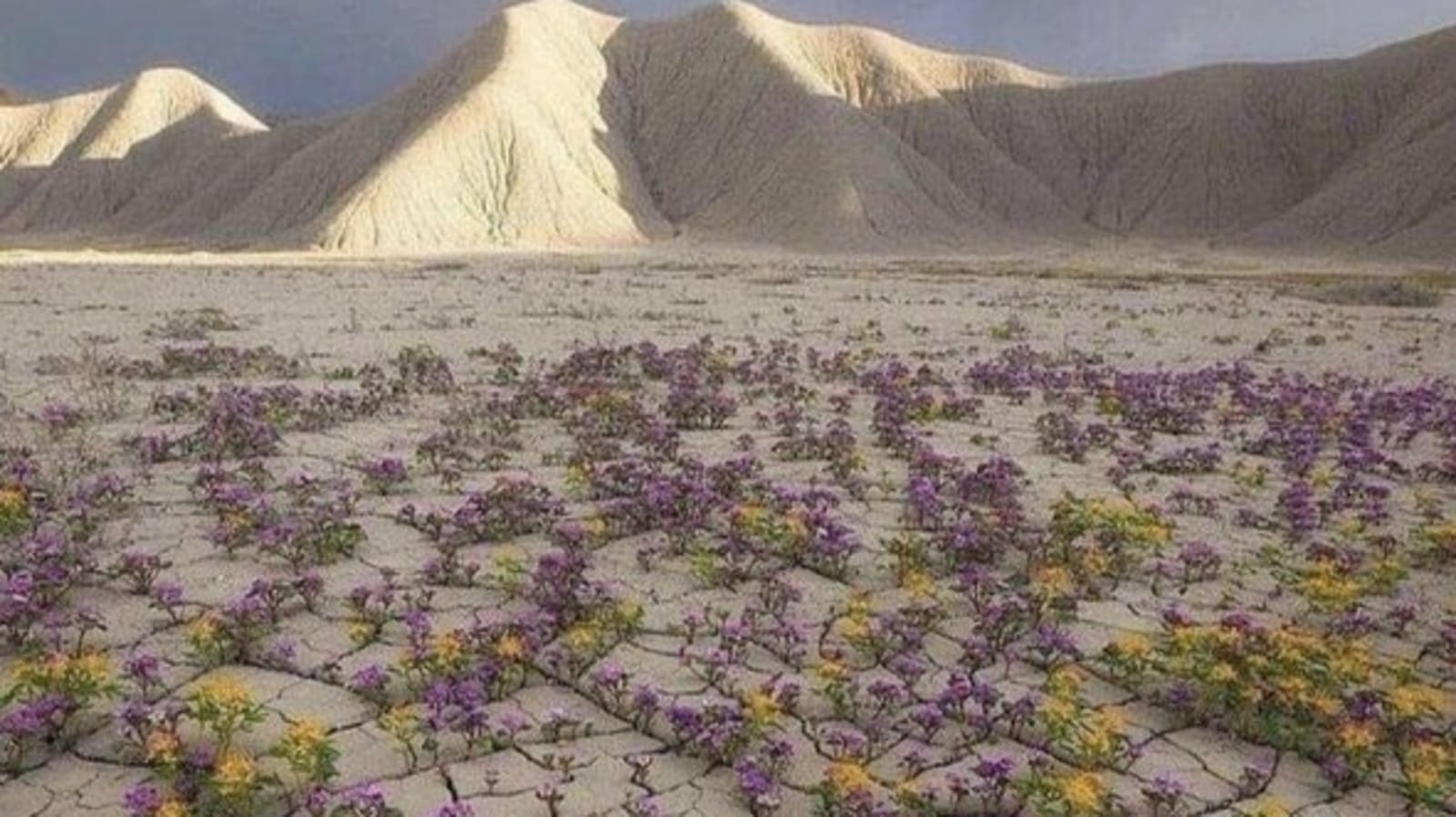 chile-s-flowering-desert-atacama-to-attract-tourists-after-heavy-rains