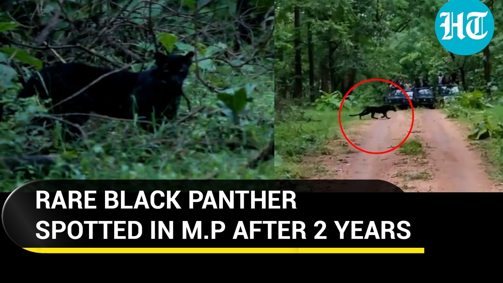 Rare Black Panther spotted in Pench Tiger Reserve after two years