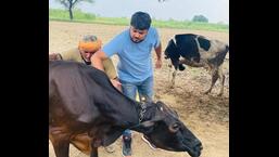 A veterinary doctor administering goat pox vaccine to a cow in Jhajjar. Jhajjar deputy commissioner Capt Shakti Singh said various teams of doctors have been formed to vaccinate healthy cattle against lumpy skin disease begin in Haryana. (HT Photo)