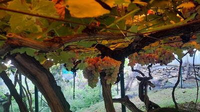 The grapes and sweetness of Ganderbal’s Repora village has been mentioned some 600 years ago by a famous sufi saint of Kashmir, Shiekh Noorudin Wali in his poetry. (HT Photo) The grapes and sweetness of Ganderbal’s Repora village has been mentioned some 600 years ago by a famous sufi saint of Kashmir, Shiekh Noorudin Wali in his poetry. (HT Photo)
