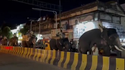 The herd is led by an elephant named Abhimanyu and he will also carry the golden howdah on Vijayadashami. The herd is led by an elephant named Abhimanyu and he will also carry the golden howdah on Vijayadashami.