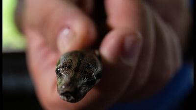 First-of-its-kind in India, the ICMR study will look prospectively at the incidents of snakebite covering 13 states, including Himachal Pradesh, in five zones of India and a population of 84 million. (REUTERS image for representational purpose) First-of-its-kind in India, the ICMR study will look prospectively at the incidents of snakebite covering 13 states, including Himachal Pradesh, in five zones of India and a population of 84 million. (REUTERS image for representational purpose)