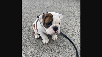 The image shows the very adorable Bulldog taking its first ever walk. (Instagram/@weratedogs)
