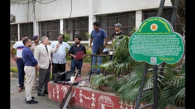 The committee has been working towards fixing responsibility for the Carmel Convent School tree collapse in Chandigarh.