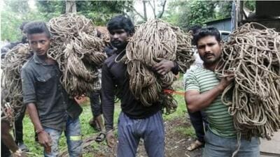 Weeks after a leopard was spotted at different locations within the city limits in Karnataka’s Belagavi, the ongoing hunt to capture the wild animal has failed to produce any results so far. (HT Photo) Weeks after a leopard was spotted at different locations within the city limits in Karnataka’s Belagavi, the ongoing hunt to capture the wild animal has failed to produce any results so far. (HT Photo)